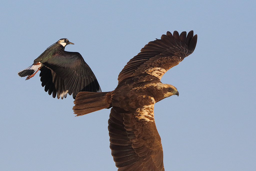 Falco di palude (Circus aeruginosus)